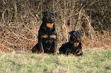 ROTTWEILER 650